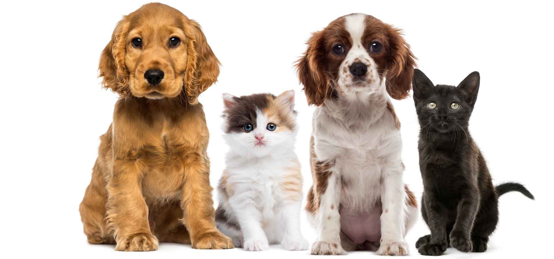 Tierarzt für Hunde- und Katzenwelpen