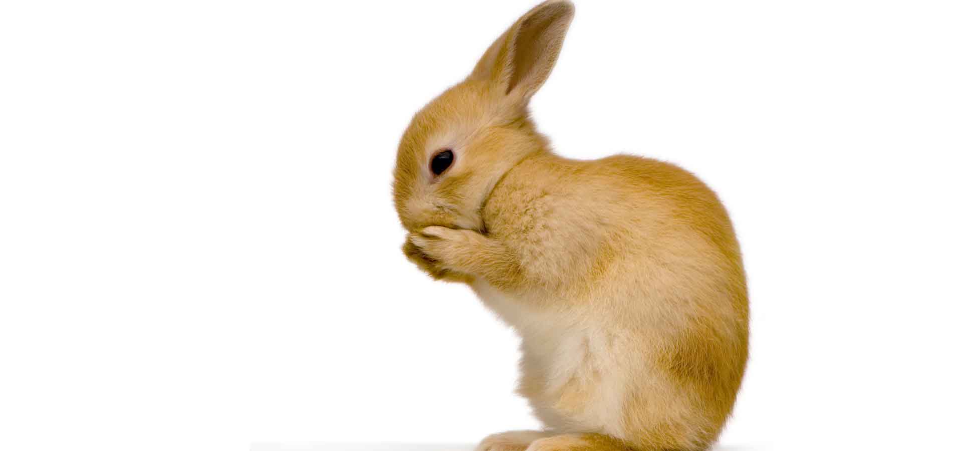 Tierarzt Kaninchen