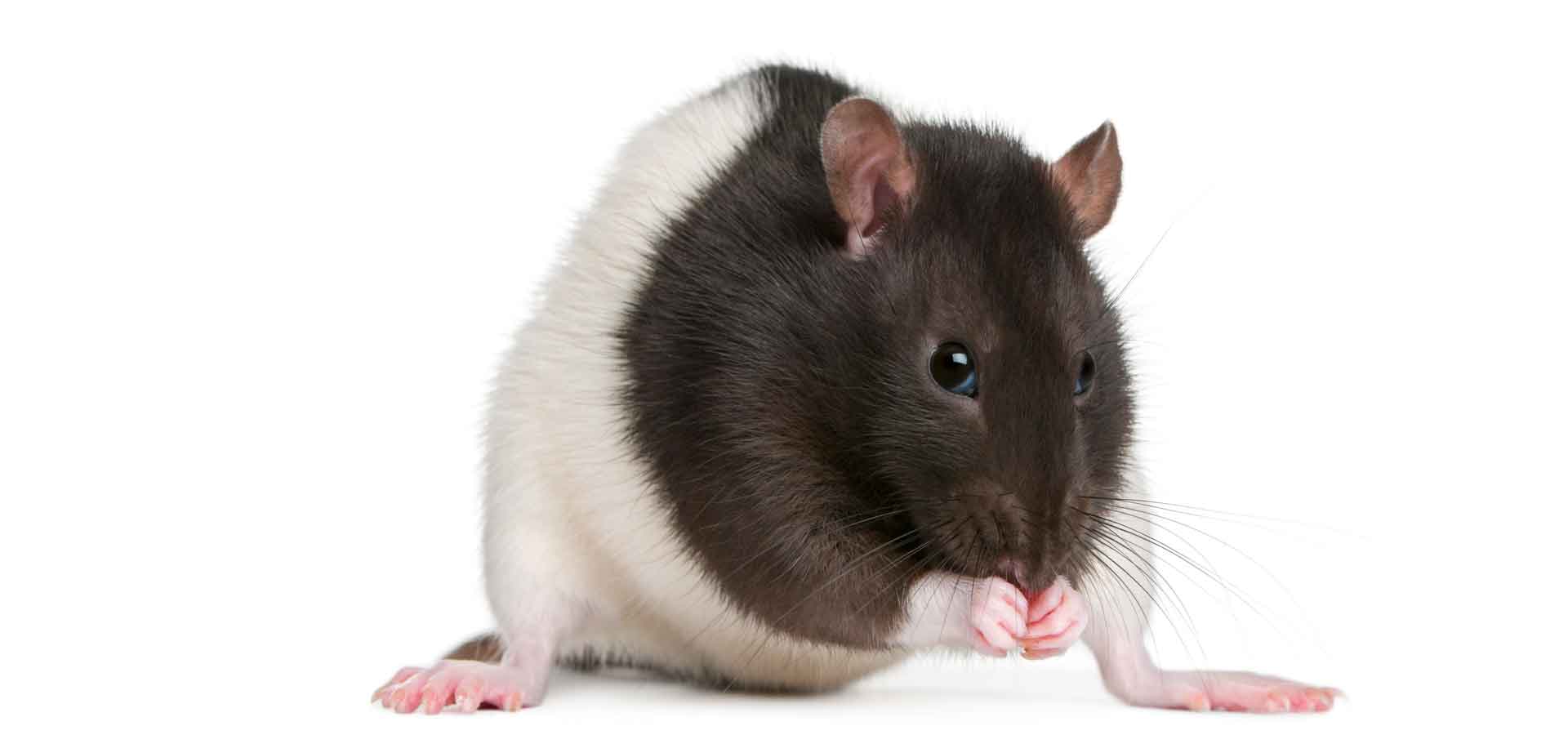 Tierarzt Ratten und Mäuse