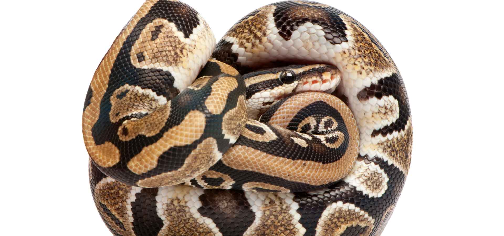 Tierarzt Schlangen